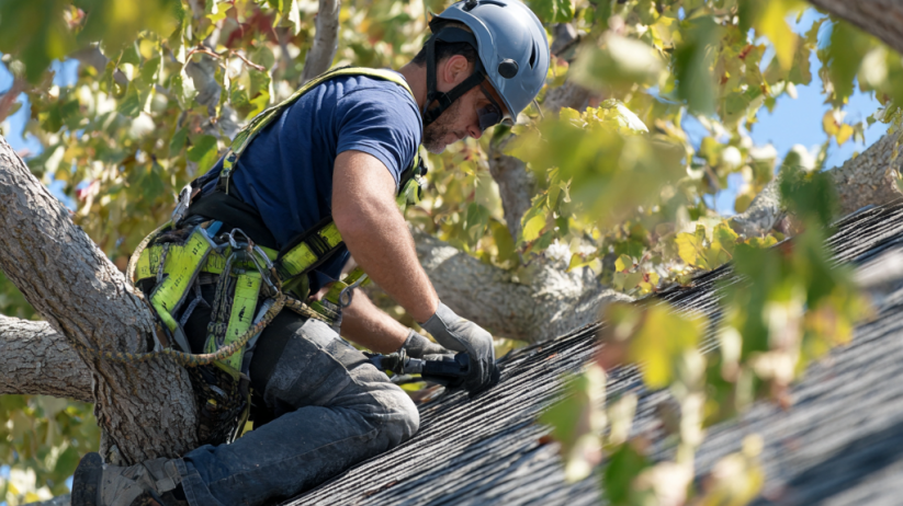 Professional Trimming Trees Expert in Des Moines